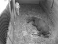 Big Sky Farm - Lula - Foaling