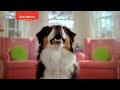 Bob Martin - 'For The Love Of Dogs' - ITV1 - Sponsorship Bumper - 15 secs