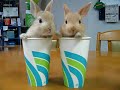 Two Bunnies Two Cups - Sniffing Bunny Party [DNB RMX]