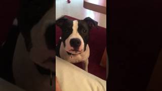 Amstaff Kira 8 Monate