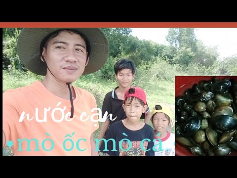 Mò ốc và bắt cá khi mùa nước cạn #₫@trucchoro Mò ốc và bắt cá khi mùa nước cạn #₫@trucchoro