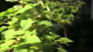 Gisik ka'tong chikjrimjrim--Hamilton Gisik ka'tong chikjrimjrim--Hamilton