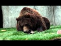 Grizzly bear's 40th birthday celebration at Wildwood Zoo (Ms. Grizz) 1080 HD