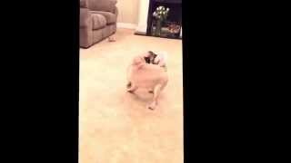 Pug Dog Chases His Doughnut