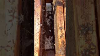 Bee Colony Taken Over By Worms. Disgusting
