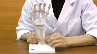 手関節，靭帯付機能モデル：動画