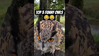 Funny Owls Moments