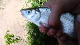 Watch Three Fish The Intelligent Fish video