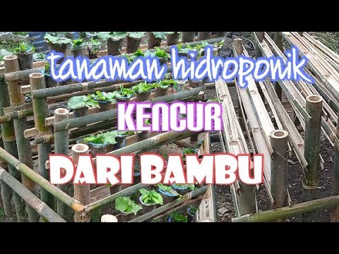 TANAMAN HIDROPONIK KENCUR DARI BAMBU