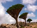 Yemen Socotra