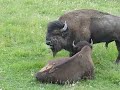Yellowstone Bison in Mating Season | Animalsworld