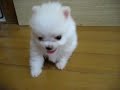 Cotton ball doggy!