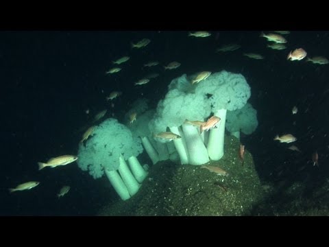 ocean animals underwater. ofquot; underwater species