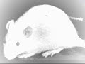 Title:Lobotomy Description:BW Experimental Horror Insinuation Project