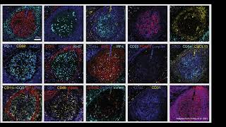 Introduction to the steinbock toolkit for multiplexed tissue image processing