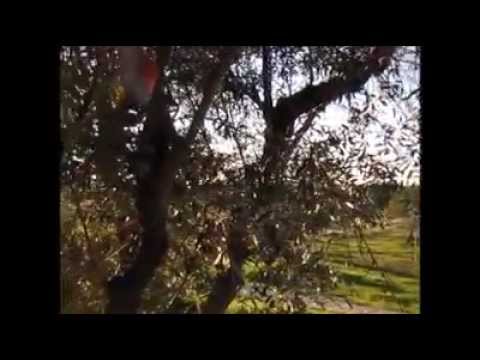 Mo-I-Rana Moirana & Culpeper's Orchard - Loners & Lovers + Second Sight Mo-I-Rana Moirana & Culpeper's Orchard - Loners & Lovers + Second Sight