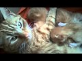 Close up of Phoebe's kittens nursing