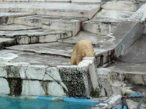 円山動物園　遊具で遊ぶ白熊ツインズ