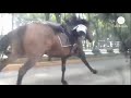 Stampeding police horses wreck cars, cause chaos in Mexico City