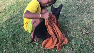 Smart Dog Playing With Cute Girl At Home - Kindly Girl Give The Special Milk To 