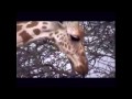 The White Giraffe Trailer (fanmade)