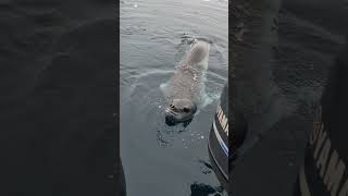 Leopard Seal Pays Me A Visit, Tries To Bite My Boat