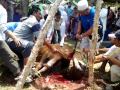 Wow...darahnya muncrat nih.mp4