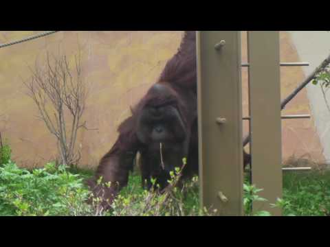 オランウータンの弟路郎　外でゆったり（20100526）円山動物園　Orangutan