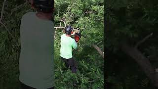 Dont Wait On Risky Trees To Fail