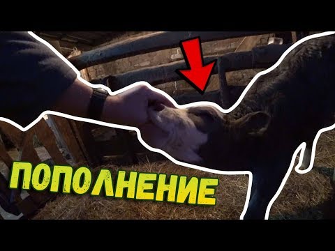 ✅У нас ПОПОЛНЕНИЕ!!! // Отелилась корова // Купили гусей ✅У нас ПОПОЛНЕНИЕ!!! // Отелилась корова // Купили гусей
