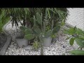 How to Grow Cactus From Cuttings