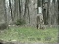 Mori de ras faze tari cu animale - youtube