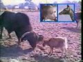Mori De Ras Faze Tari Cu Animale images Mori De Ras Faze Tari Cu Animale