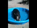 Wilbur the Pig takes a dip