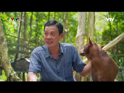 S - Việt Nam - Trang trại đặc biệt ở Phú Quốc - Trang trại chó Phú Quốc