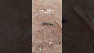 Ant Fight Part 1