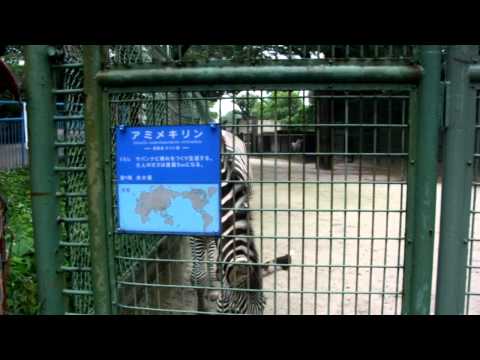 グレビーシマウマ（Grevy's Zebra）＠野毛山動物園（nogeyama zoo）