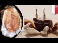 Alat kelamin wanita dikira tiram, dicapit kepiting saat berjemur telanjang - Tomonews