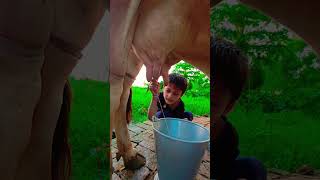 Choti Choti Gaiya Hff