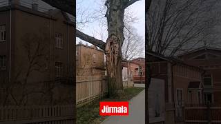 Jūrmala Dubulti Latvija Юрмала Дубулты Латвия
