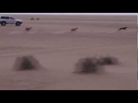 Racing dogs in Saudi Arabia.