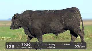 LOTE 128 - TOUROS ANGUS - LEILÃO SÃO BIBIANO 2021