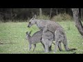 Australian Wildlife : Mating Kangaroos  | HT Wildlife