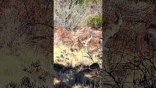 Young Kangaroo Runs Into The Bush