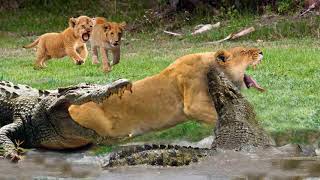 Mother Lion sacrifices himself to Save 2 Lion Cub across river - Crocodile is Ki