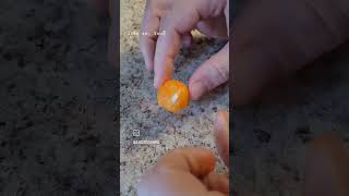 My Favorite Trick To Give My Dog A Pill