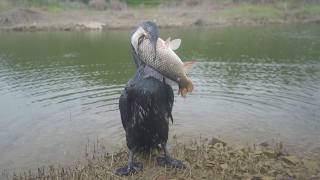 Watch This Birds Epic Catch By The River