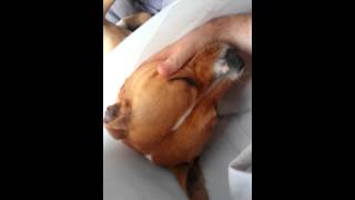 Staffordshire Bull Terrier Darcy Talking