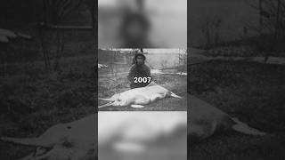 Baiji - The Extinct Species Of Dolphin