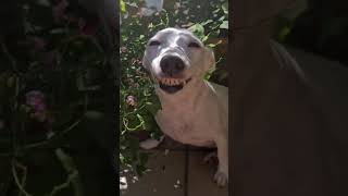 Meme Funny Dog Smile